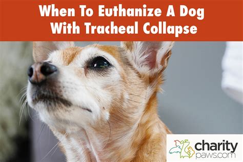 collapsed doggy|dog tracheal collapse home treatment.